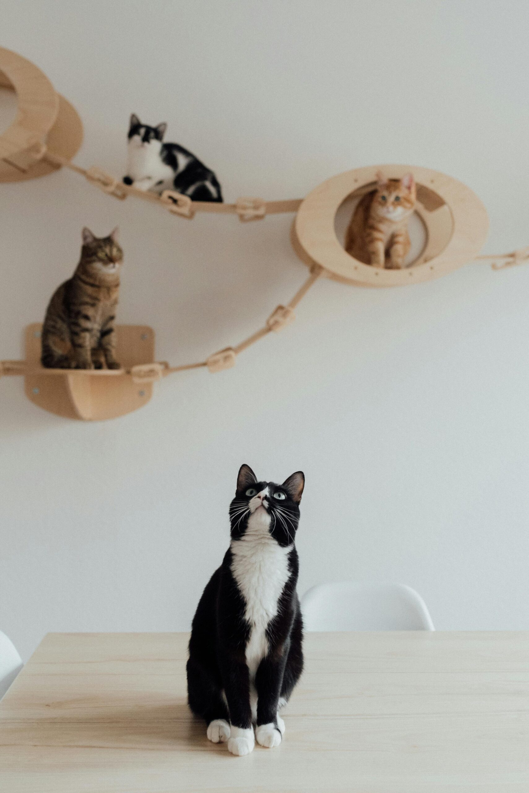 Cats, sitting on stairs.